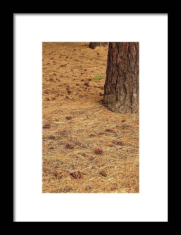 Bend Framed Print featuring the photograph Pine cones on forest floor near Lava Island by Steve Estvanik