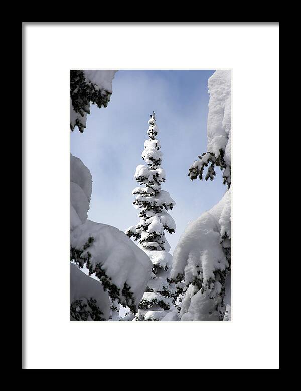Snow Framed Print featuring the photograph Pine Framed in Powder by Brett Pelletier