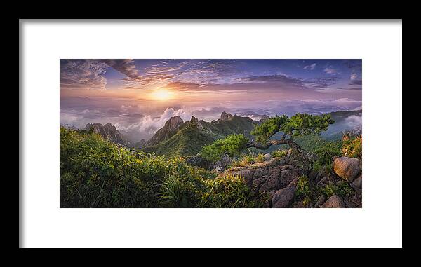 Fog Framed Print featuring the photograph Pine Tree On The Rock by Tiger Seo