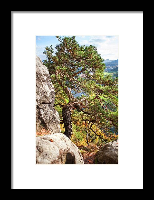 Saxon Switzerland Framed Print featuring the photograph Pine Tree. Saxon Switzerland by Jenny Rainbow
