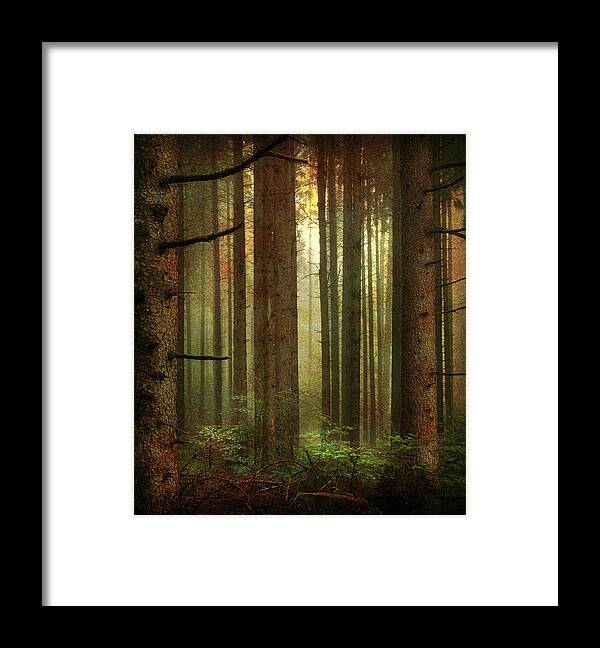 Tranquility Framed Print featuring the photograph Pine Trees by Photographer Chris Archinet