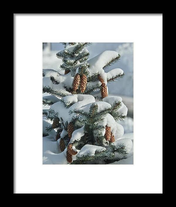 Pinecones Framed Print featuring the photograph Pinecones In Snow by Kathy Chism