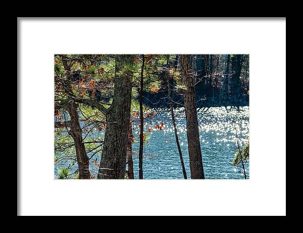 Pine Trees Framed Print featuring the photograph Pines and Diamonds by Mary Ann Artz