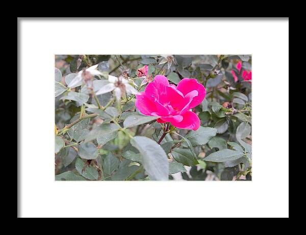 Flower Framed Print featuring the photograph Pink 2 by Ali Baucom