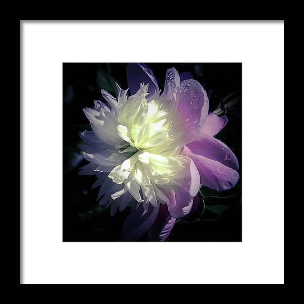 Peony Framed Print featuring the photograph Pink and White Peony Petals and Drops by Julie Palencia