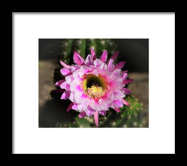 Argentine Giant Framed Print featuring the photograph Pink Argentine Giant by Saija Lehtonen