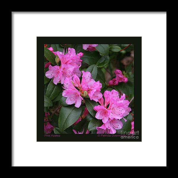 Azalea Framed Print featuring the photograph Pink Azalea by Patricia Overmoyer