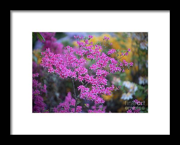 Rhododendrons Framed Print featuring the photograph Pink Azaleas Garden Light by Mike Reid