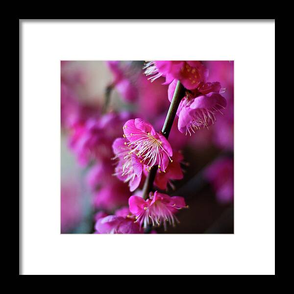 Petal Framed Print featuring the photograph Pink Beauty by I Love Photo And Apple.