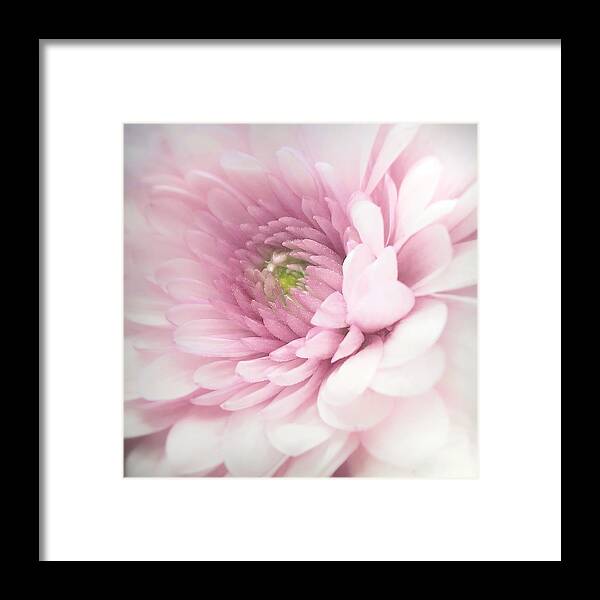 Pink Framed Print featuring the photograph Pink by Benyamin Riahy