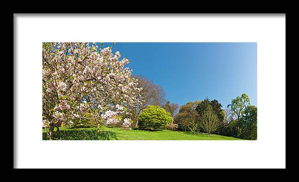 Scenics Framed Print featuring the photograph Pink Blossom Blooming Lush Green Spring by Fotovoyager