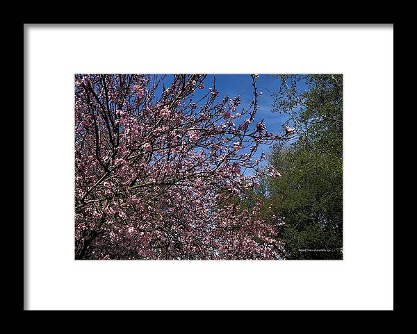 Weather Framed Print featuring the photograph Pink Blossom Winter by Richard Thomas