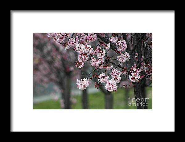 Misty Framed Print featuring the photograph Pink Blossoms in Foreground at Reagan Library 2 by Colleen Cornelius