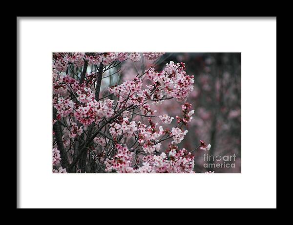 Misty Framed Print featuring the photograph Pink Blossoms in Foreground at Reagan Library 3 by Colleen Cornelius