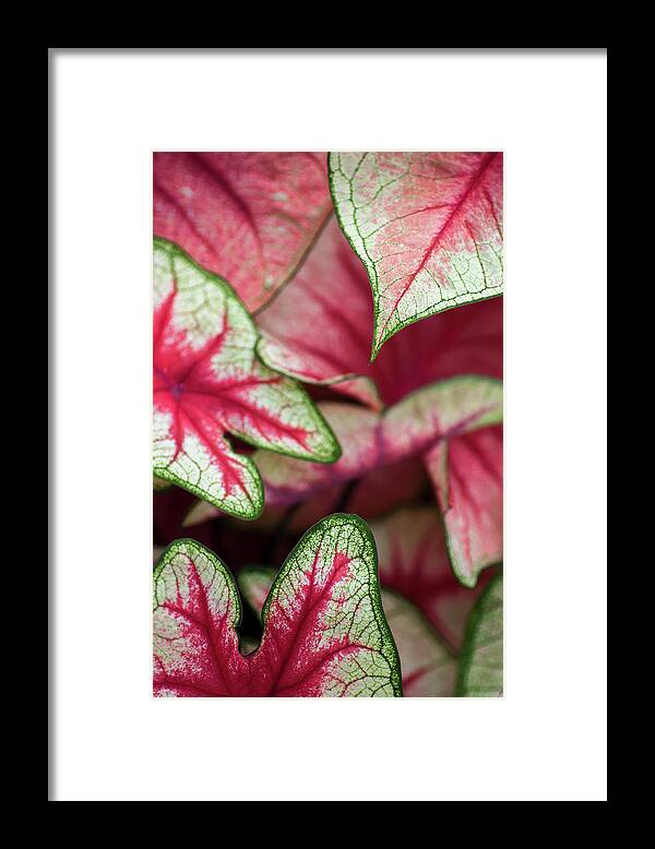 Caladium Framed Print featuring the photograph Pink Caladiums by Ginger Stein