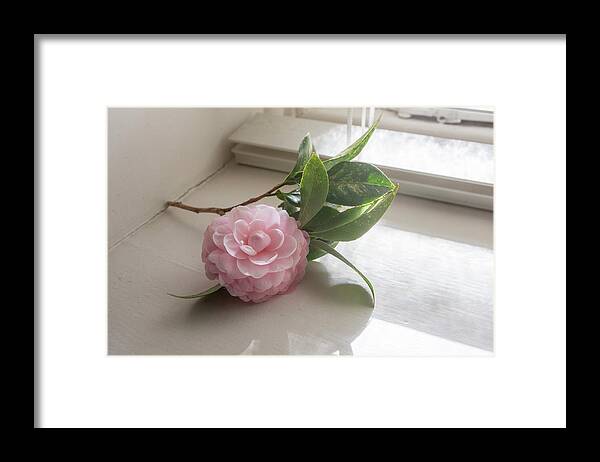 Beauty Framed Print featuring the photograph Pink camellia by the window by Natalie Board