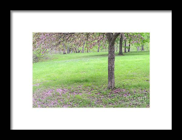 Crabapple Blossoms Framed Print featuring the photograph Pink Crabapple Blossoms by Tamara Becker