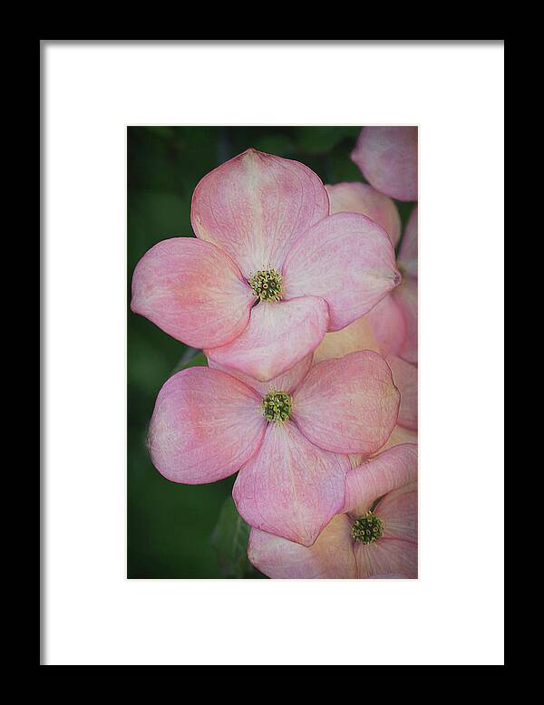 Pink Framed Print featuring the photograph Pink Dogwood Blossoms by TL Wilson Photography by Teresa Wilson
