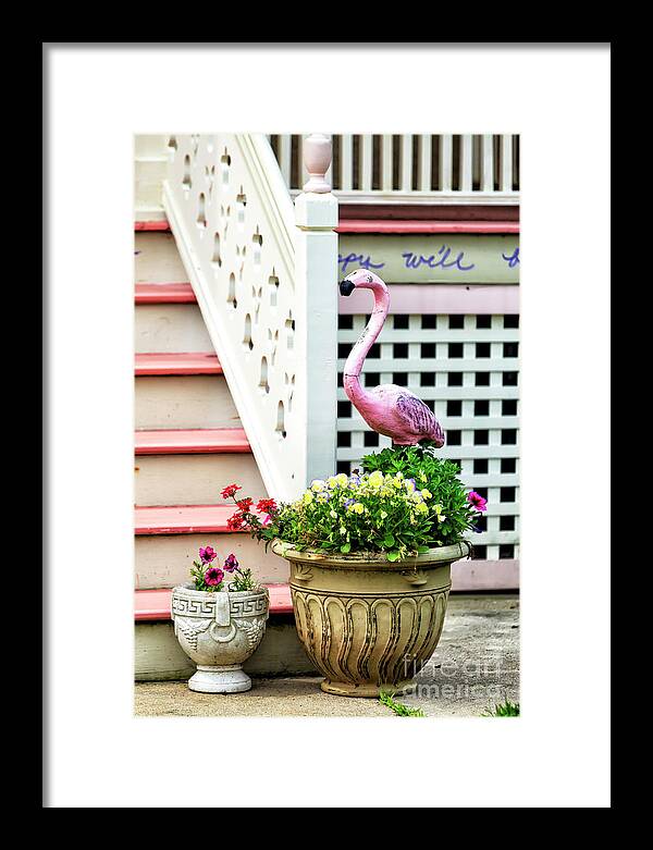 Pink Flamingo At That The Shore House Framed Print featuring the photograph Pink Flamingo at the Shore House in Ocean Grove New Jersey by John Rizzuto