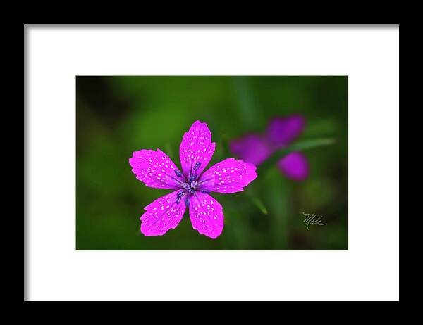 Macro Photography Framed Print featuring the photograph Pink Flower by Meta Gatschenberger