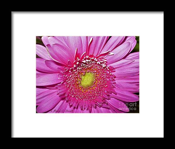 Pink Framed Print featuring the photograph Pink Flowers P4 by Monica C Stovall