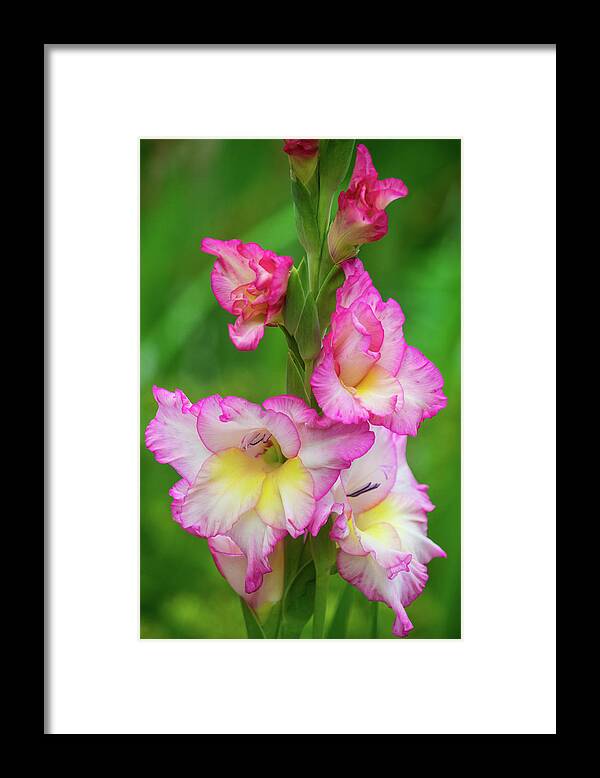 Pink Gladiolas Framed Print by Mary Ann Artz - Pixels