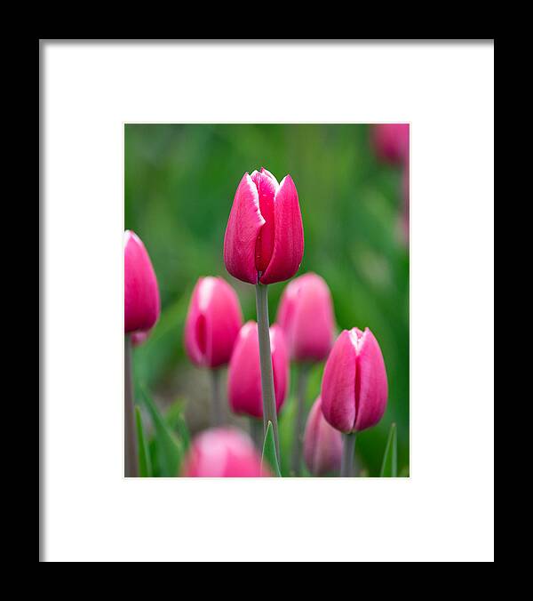 Pink Framed Print featuring the photograph Pink by Linda Bonaccorsi