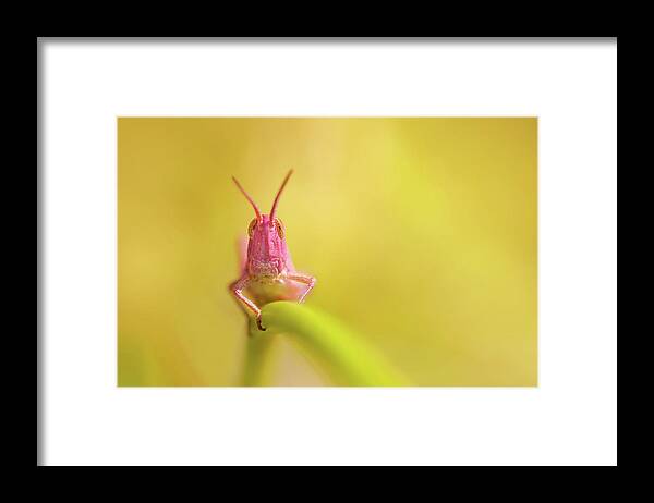 Pink Grasshopper Framed Print featuring the photograph Pink Nymph by Roeselien Raimond