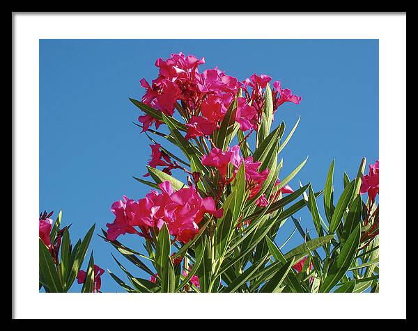 Pink Oleander Framed Print featuring the photograph Pink Oleander with Blue Skies by Dan Podsobinski