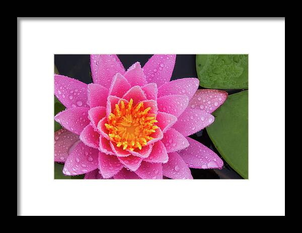 Bellamy Reservoir Framed Print featuring the photograph Pink Petals In The Rain by Jeff Sinon
