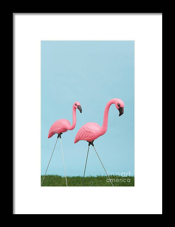 Grass Framed Print featuring the photograph Pink Plastic Flamingoes On Grass by Walter B. Mckenzie