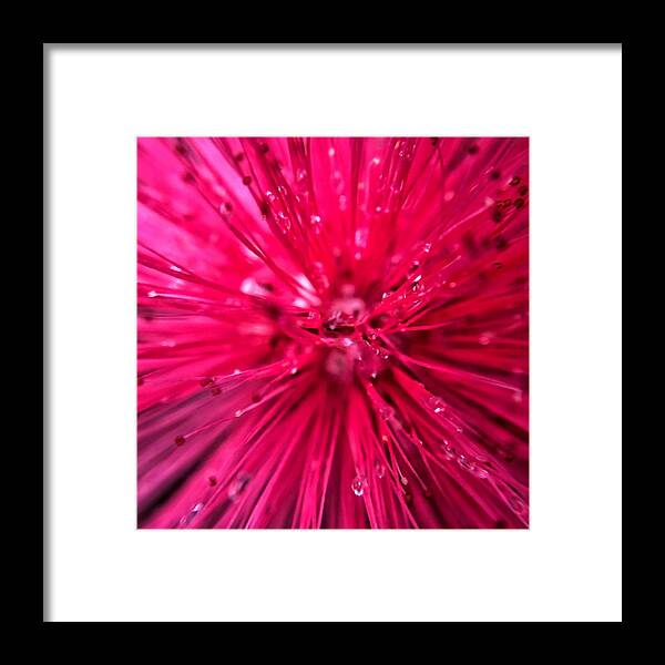 Pink Powder Puff Framed Print featuring the photograph Pink Powder Puff Flower Closeup by Jori Reijonen