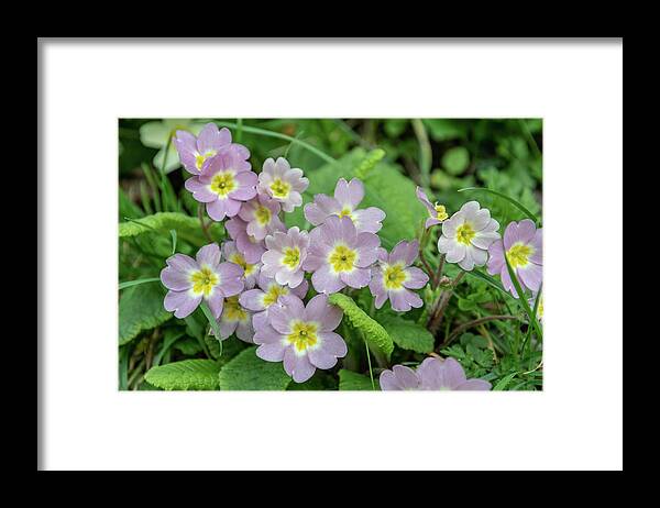 Primrose Framed Print featuring the photograph Pink Primroses in Devon by Mark Hunter