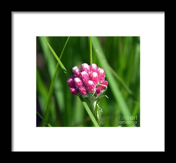 Wildflowers Framed Print featuring the photograph Pink Pussytoes by Dorrene BrownButterfield