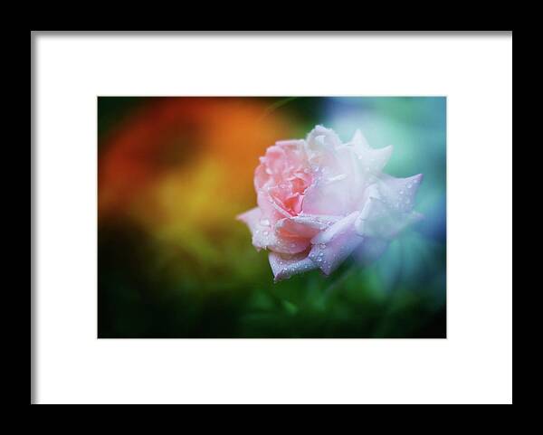 Scenics Framed Print featuring the photograph Pink Rose Multiple Exposure by Jaminwell