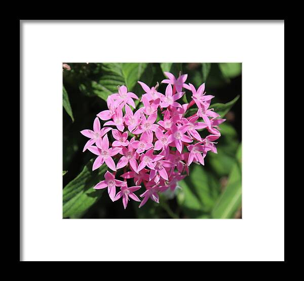 Tiny Pink Cluster Flowers With 5 Petals Framed Print featuring the photograph Pink Star Cluster Flowers by Cathy Lindsey