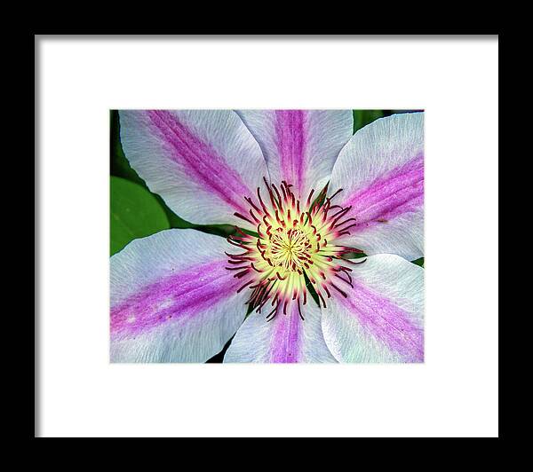 Petal Framed Print featuring the photograph Pink Striped Clematis Close up by Jean Noren