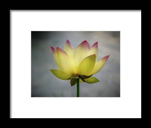 Color Framed Print featuring the photograph Pink Tipped Lotus by Jean Noren