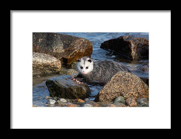 Opossum Framed Print featuring the photograph Pink Toes by Linda Bonaccorsi