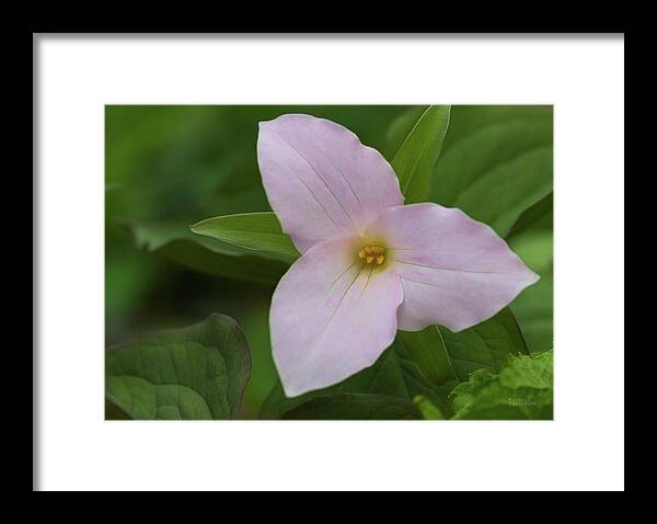 Flower Framed Print featuring the photograph Pink Trillium by Pat Watson