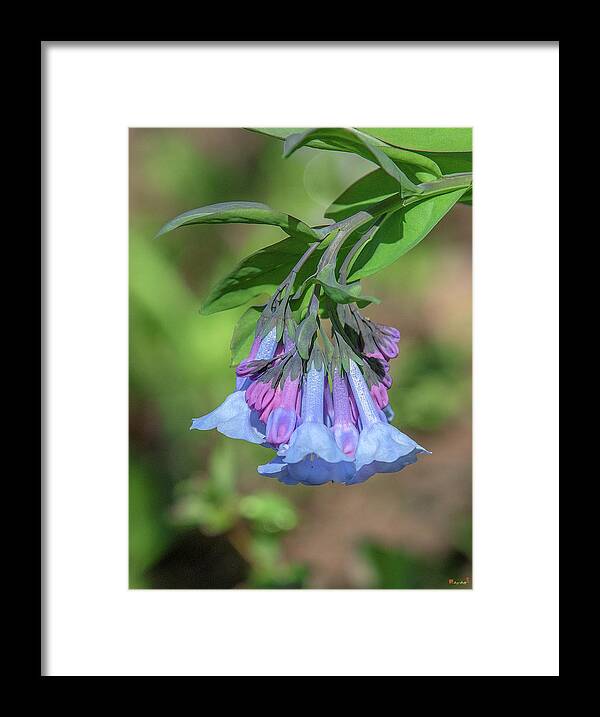Borage Family Framed Print featuring the photograph Pink Virginia Bluebells or Virginia Cowslip DFL0963 by Gerry Gantt