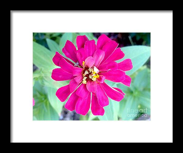Pink Zinnia With Spider Framed Print featuring the photograph Pink Zinnia with Spider by Virginia Artho