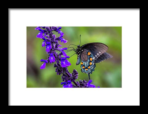 Pipevine Swallowtail Framed Print featuring the photograph Pipevine Swallowtail by Debra Martz