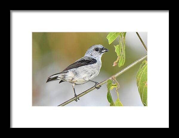 Bird Framed Print featuring the photograph Plain-colored Tanager by Alan Lenk