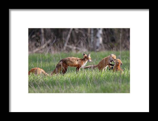 Red Fox Framed Print featuring the photograph Playful Fox Kits 4 by Brook Burling