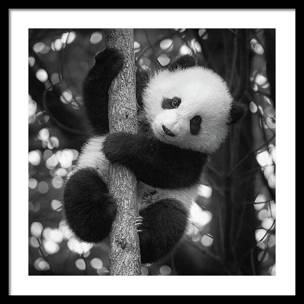 Panda Framed Print featuring the photograph Playful Panda by Erika Valkovicova