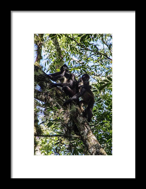 Chiapas Framed Print featuring the photograph Playing in the Treetops by Kathy McClure