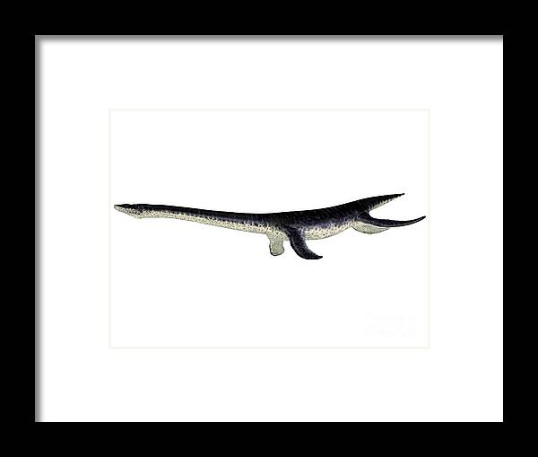 Plesiosaurus Framed Print featuring the digital art Plesiosaurus Reptile Side Profile by Corey Ford
