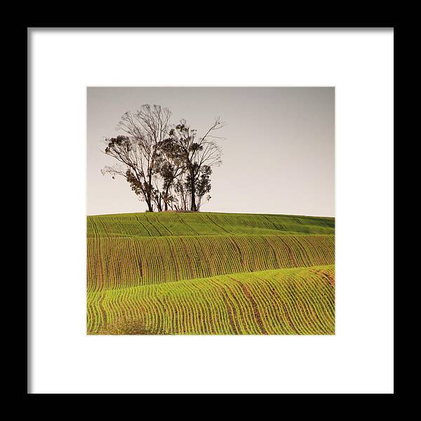Outdoors Framed Print featuring the photograph Plow Lines Leading To Tree by Ilan Shacham