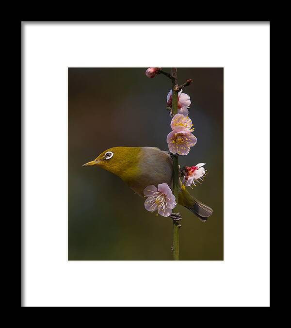 Japanesewhite-eye Framed Print featuring the photograph Plum Blossoms And White-eye by Miwa